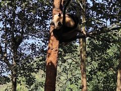 -都江堰中华大熊猫苑