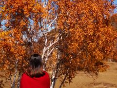 -塞罕坝国家级自然保护区