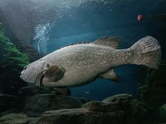 -上海海洋水族馆