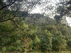 -深圳仙湖植物园