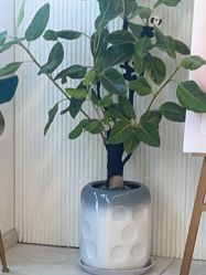 -章光101防脱养发荟