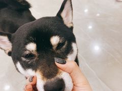 -和它·交个朋友·狗咖猫咖(爱琴海店)