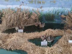 -延庆地质公园博物馆