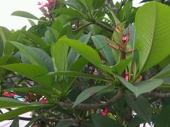 -糖朝(尖沙咀店)