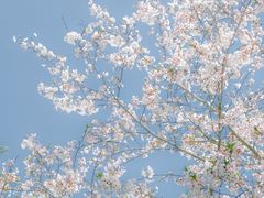 -上海滨江森林公园