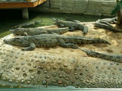 -石家庄市动物园