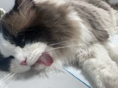 -东日国际动物医院·CT·心脏专科(桃源分院)