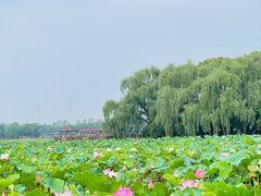 -荷塘月色湿地公园·向阳花洲