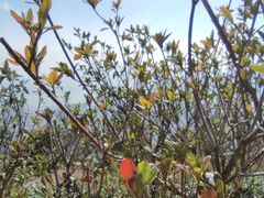 -梧桐山风景名胜区