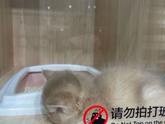 -爪爪喵星球·猫舍(卓悦中心店)