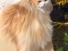 -北京观赏动物医院·24小时大型综合·猫专科·异宠专科