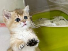 -青奢宠物·青奢猫舍