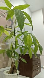 -美兮美学·日式艺术美甲美睫