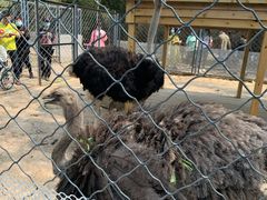 -长白岛森林公园