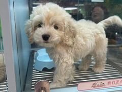 -FAELING PETS美天灵宠物(合生汇店)