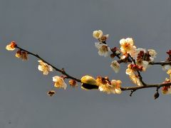 -无锡梅园公园