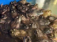 -秦记香辣蟹(松榆里店)