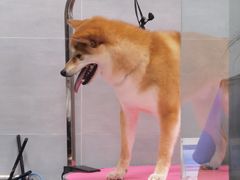 -宠福鑫康馨动物医院·骨科·眼科