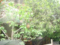 干净清爽的鸟笼-岷山饭店-芝芝自助餐厅