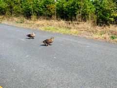 -盐城丹顶鹤湿地生态旅游区