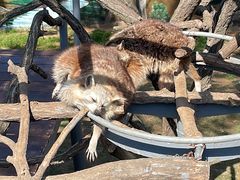 -西霞口神雕山野生动物世界