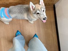 -Husky Go! 哈士奇体验馆·宠物咖啡厅狗咖