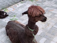 -长白岛森林公园