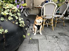 -Peet's Coffee皮爷咖啡(大学路店)