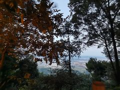 -铁山坪森林公园