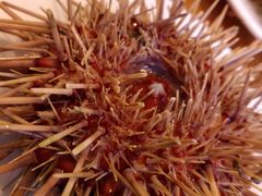 -海胆小馆(东北水饺·春柳店)