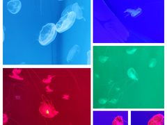 -多彩贵州城极地海洋世界