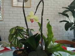 -菩提树·素食餐厅(汇智国际商业中心店)