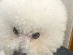 -帕帕拉兹宠物(亚洲旗舰店)