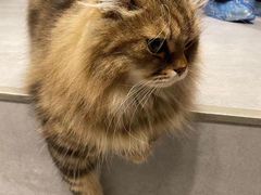 -猫儿山۰猫主题餐厅
