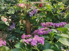 -武汉园博园(武汉自然博物馆)