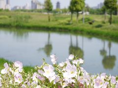 -洋湖国家湿地公园
