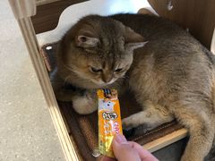 -飞行喵MR PILOT|猫舍·猫咖(静安大融城店)