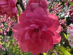 -南汇桃花村
