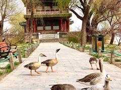 -颐和园-景明楼