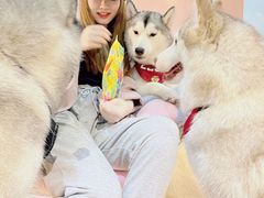 -Husky Go! 哈士奇体验馆·宠物咖啡厅狗咖