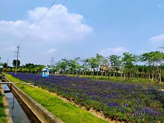 -广东花都香草世界旅游度假区