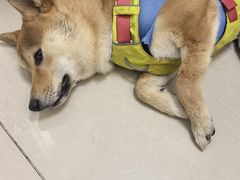 -美联众合24小时动物医院(华苑分院)