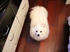 我家的小萌狗-唐小姐の猫狗洗护·购宠旗舰店(周浦万达店)