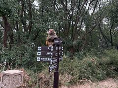 -苏州上方山国家森林公园