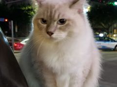 -Apple 零售店(Canton Road)