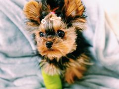 -爱侣宠医·鹦鹉专科·小型哺乳类·异宠专科(灵石路店)