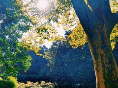 -上海共青森林公园