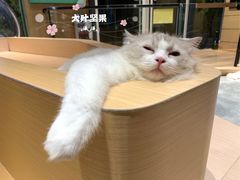 -瞄一喵猫咖(格力海岸店)