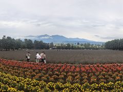 -富田农场