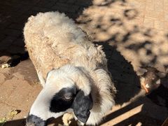 -北京鹿世界主题园